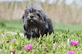 PETIT CHIEN LION 083